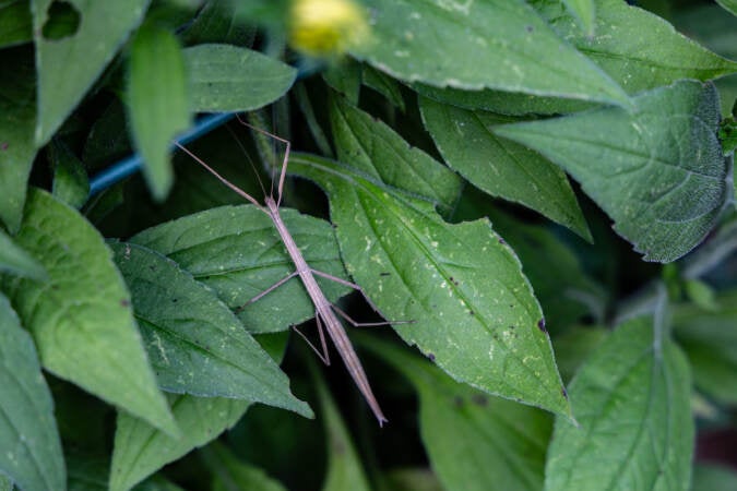 A walking stick bug sits on several leaves.