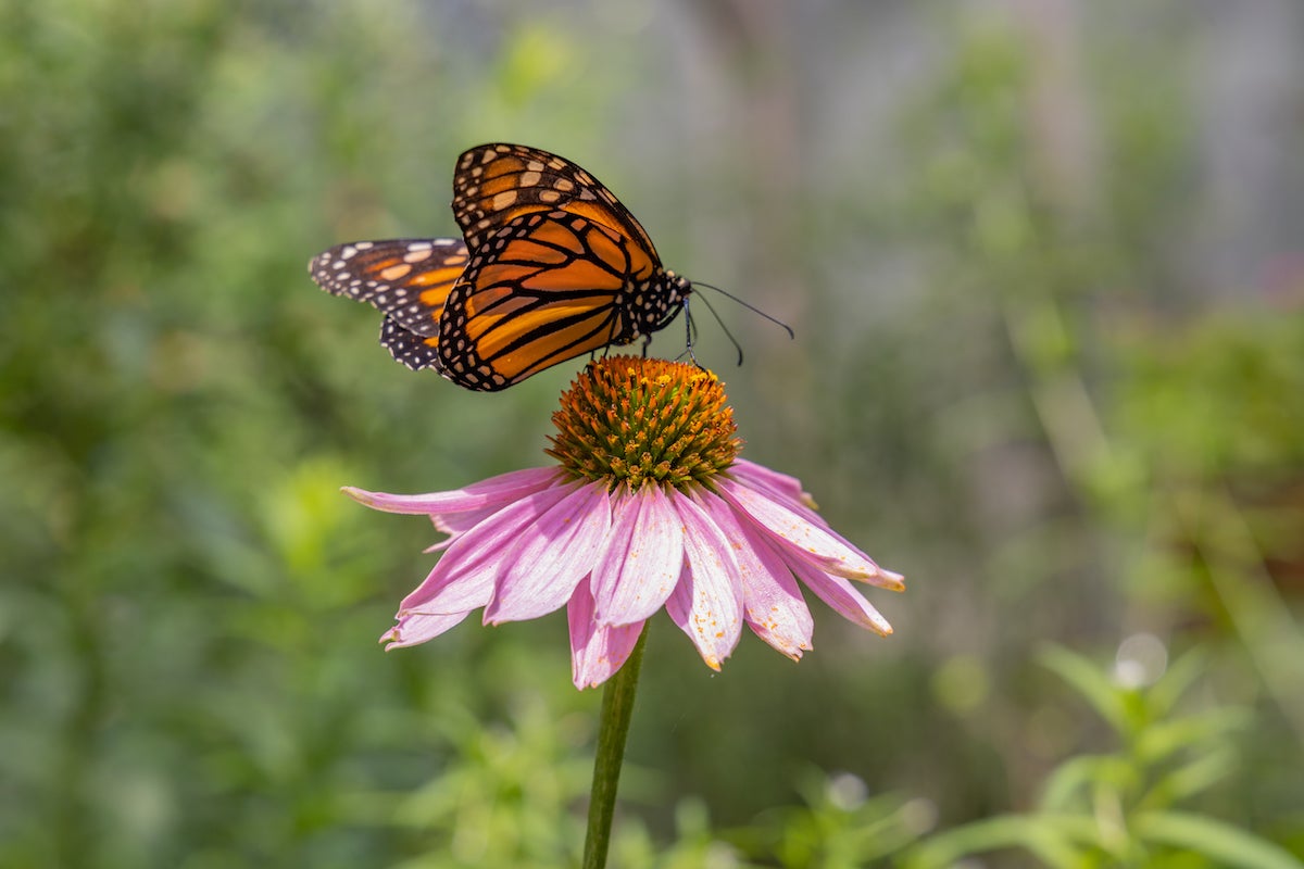 Monarch Butterfly - Delaware Nature Society