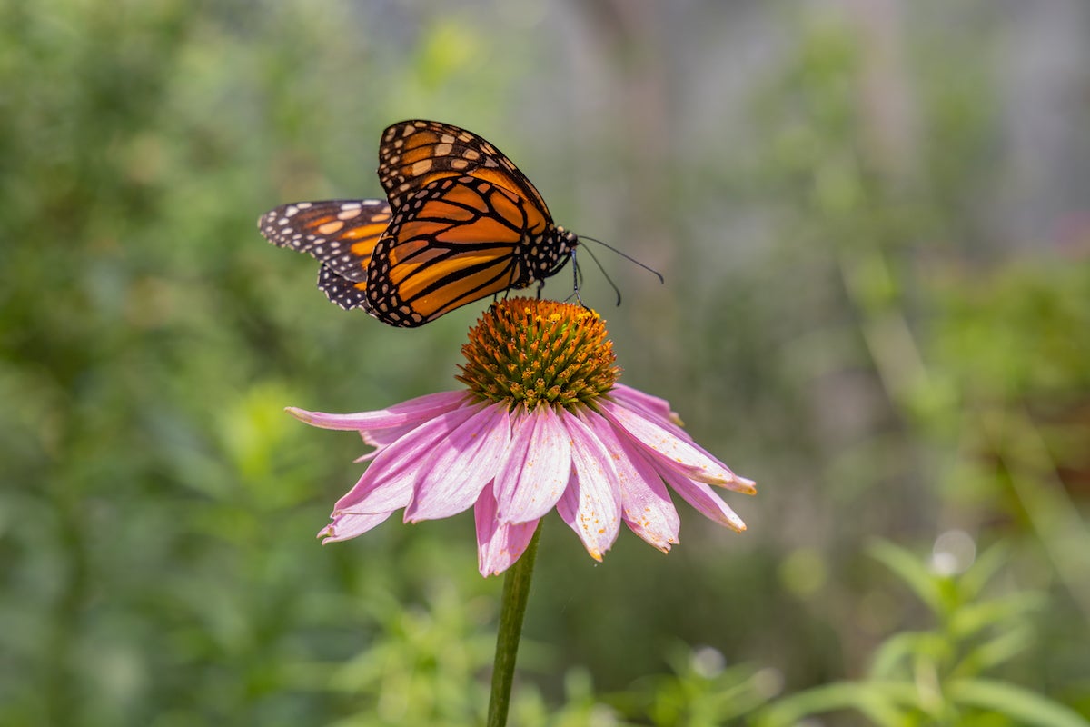 A Monarch butterfly hangs out on a coneflower