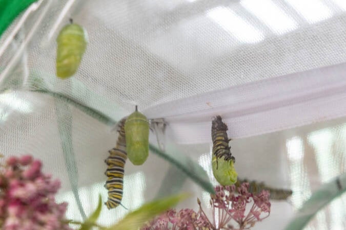 A caterpillar creates a chrysalis