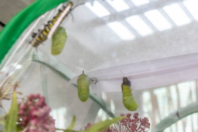 A caterpillar is visible creating a chrysalis