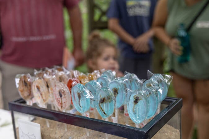 Sugar lollipops show a scorpion at the center