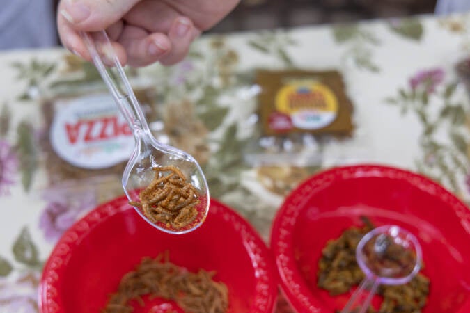 Pizza flavored bug snacks are visible on a spoon