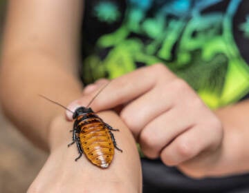 08 05 2023 k paynter arthropalozza churchville nature center bucks county-7 Tenley Fistick, 10, holds a hissing cockroach