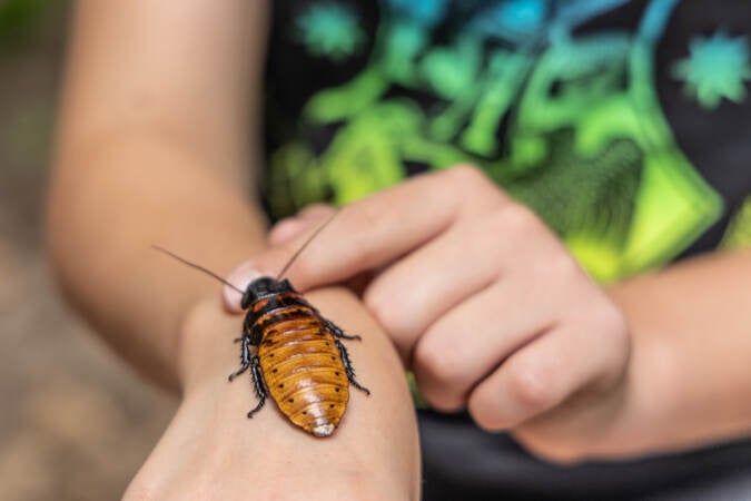 Tenley Fistick, 10, holds a hissing cockroach