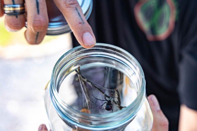 A volunteer explained how to identify a Northern Black Widow spider