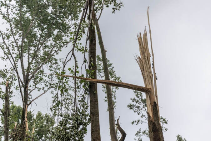 A strong storm that hit Chadds Ford, Pa., on August 7, 2023, destroyed trees and property. (Kimberly Paynter/WHYY)