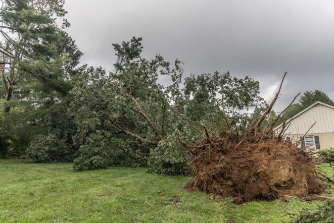 A strong storm that hit Chadds Ford, Pa., on August 7, 2023, uprooted trees and damaged property. (Kimberly Paynter/WHYY)