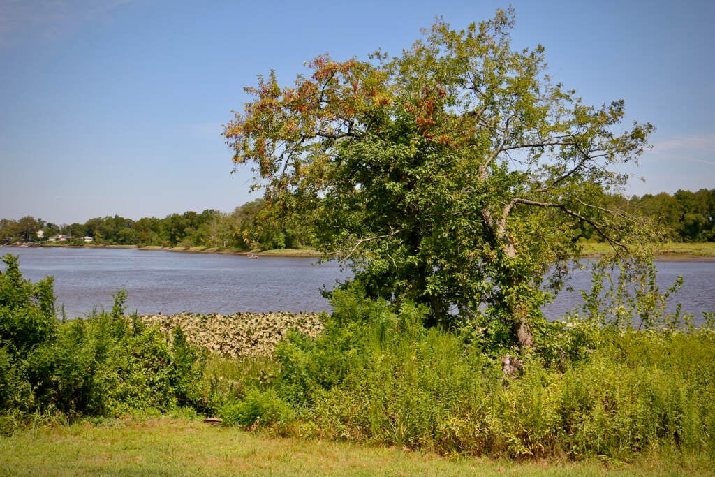 A tree and shrubs are visible by a creek.