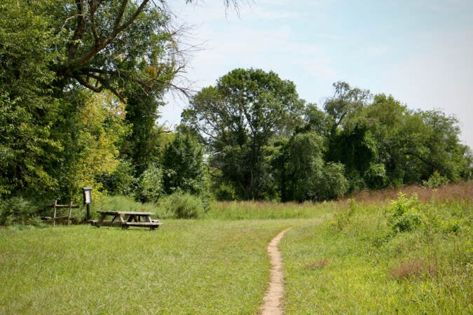 A view of a foot trail through a green field bordered by trees and a picnic table.