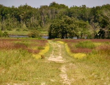 A path through a field leads toward a creek and trees.