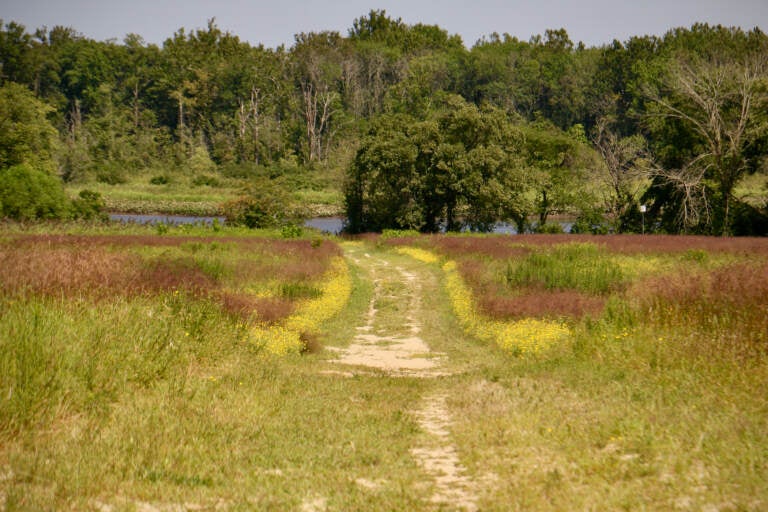 A path through a field leads toward a creek and trees.