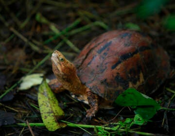 In this Aug 25, 2019 photo, a Southern Vietnamese box turtle (Cuora picturata) walks in its pen at a turtle sanctuary in Cuc Phuong national park in Ninh Binh province, Vietnam.