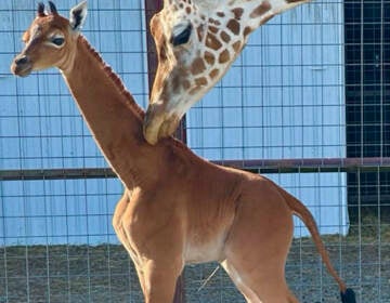 A reticulated giraffe was born without spots at Brights Zoo in northeastern Tennessee at the end of July. The zoo is asking the public to cast their vote on what to name her