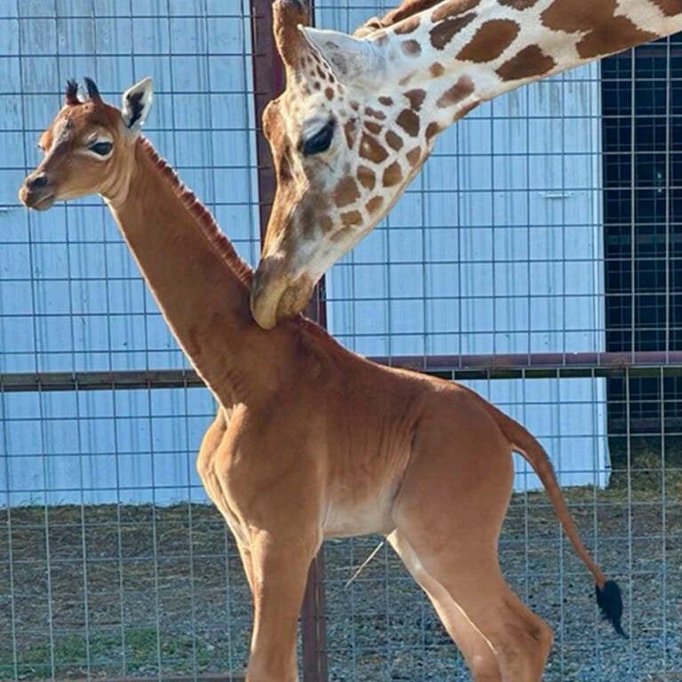 A reticulated giraffe was born without spots at Brights Zoo in northeastern Tennessee at the end of July. The zoo is asking the public to cast their vote on what to name her