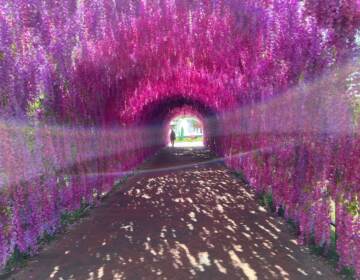 A tunnel made out of vibrant purple flowers