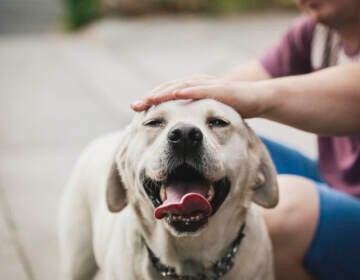 Golden labrador dog enjoying being stroked by his owner