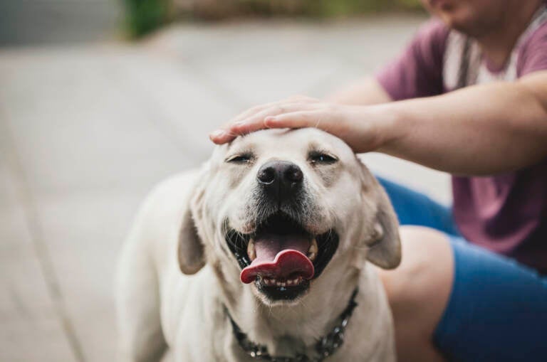 Golden labrador dog enjoying being stroked by his owner