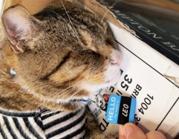 A cat sleeps while someone holds a name tag that says ''Leo'' in their hand