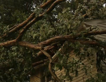 A tree is seen on top of a Newark, Delaware home