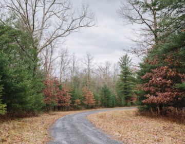 A wooded area in Centre County. (Georgianna