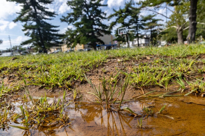 A close-up of a puddle of water.