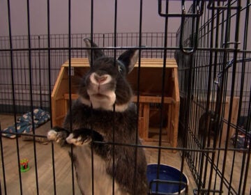 Meet the Mount Laurel Home Depot cat, Leo