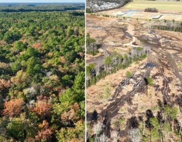 This before and after photo shows the clear-cutting of a once-forested area near Rehoboth Beach