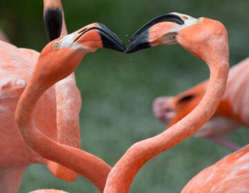 Two American flamingos