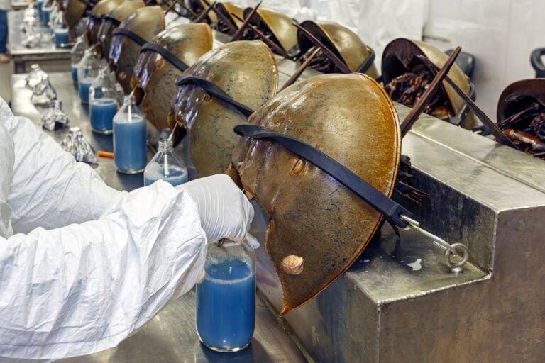 A scientist bleeds a horseshoe crab in a facility.