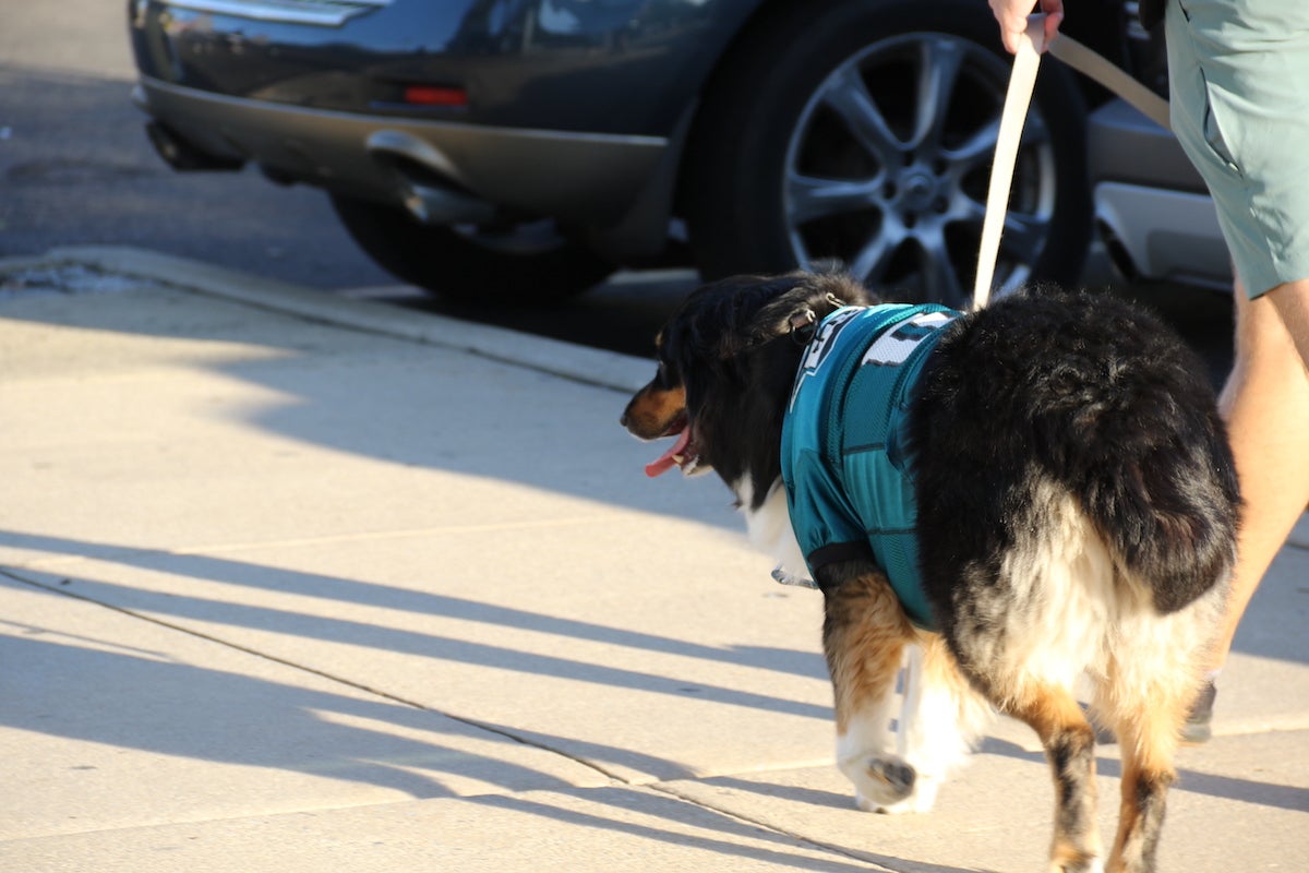 A dog walking next to their human wears an Eagles jersey.