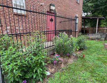 Plants and flowers are shown near a building in a garden