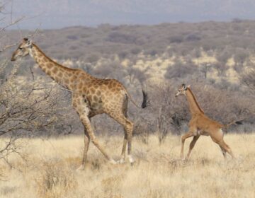 A baby giraffe was discovered in Namibia, Africa, without any spots. The only other known living spotless giraffe was born at a zoo in Tennessee in late July. (Eckart Demasius/Giraffe Conservation Foundation via Reuters Connect)