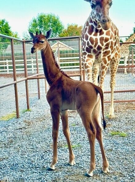 Kipekee, pictured at the Brights Zoo in Limestone, Tenn., is believed to be the only one of her kind on the planet. (Brights Zoo Facebook)