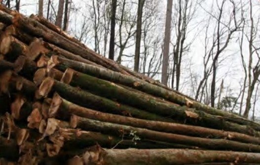 More than 43,000 acres of Sussex County woodlands have been cut down since 1998