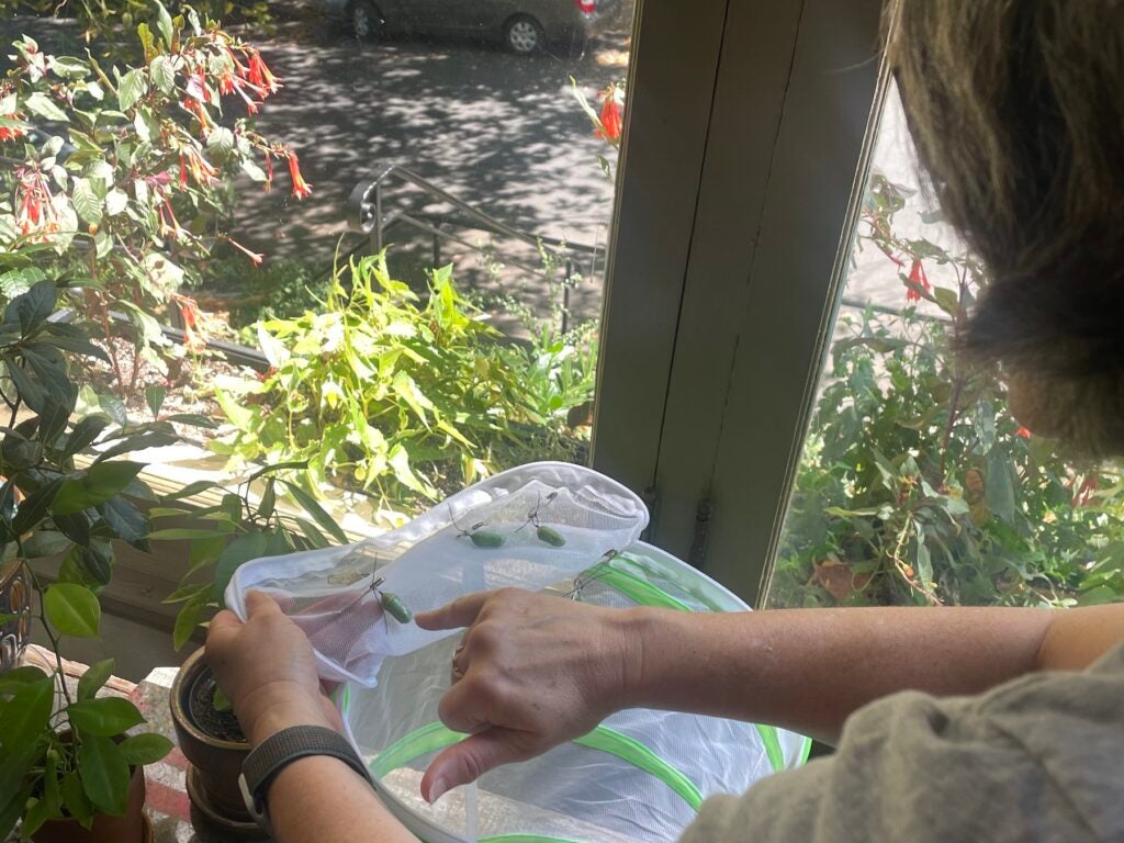 Jessica Reed pointing to chrysalises in a cage.