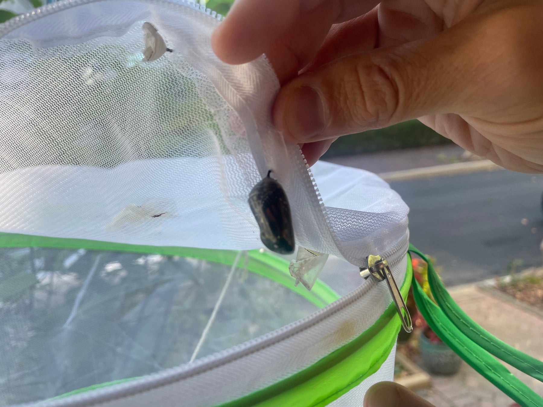 chrysalis inside some netting