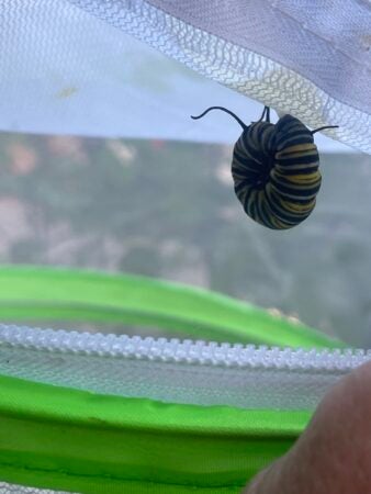 A caterpillar clinging inside a mesh bag