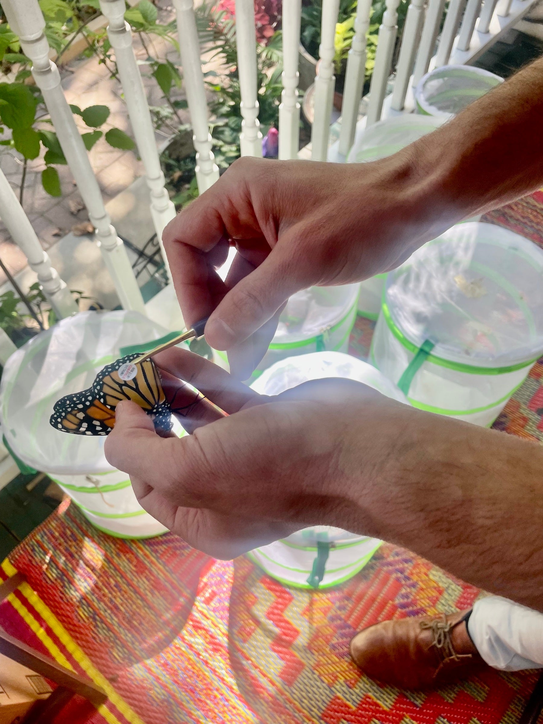 Meet the Monarch Migration Station  Brandywine Conservancy and Museum of  Art