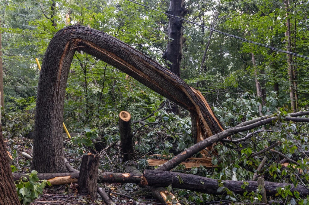 A strong storm that hit Chadds Ford, Pa., on Aug. 7, 2023, destroyed trees and property.