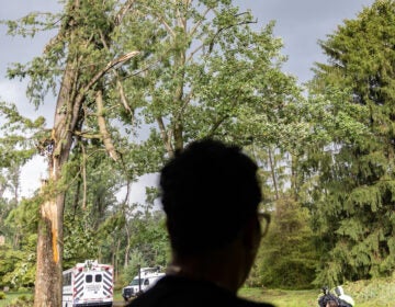 Cat Tucker watches from her porch as a television crew films a mangled tree swaying in her front yard, after a severe thunderstorm passed through Chadds Ford, Delaware County in August, 2023