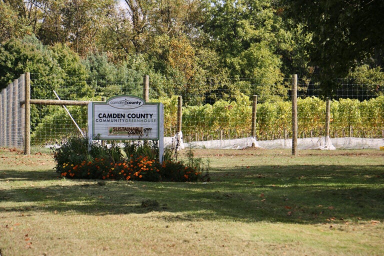 Camden County Lakeland Vineyard Officials Announce Record Harvest Whyy