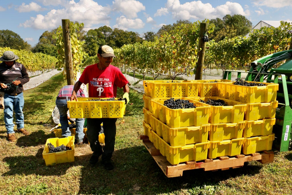 Worker harvesting grapes