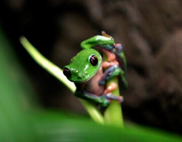 A study published in the journal Nature found that the status of amphibians globally is 