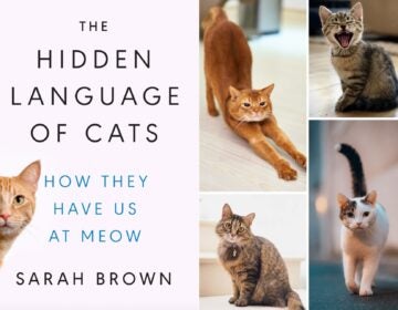 Sarah Brown, PhD is the author of The Hidden Language of Cats. 