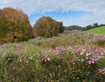 A meadow of pink and yellow wildflowers near trees