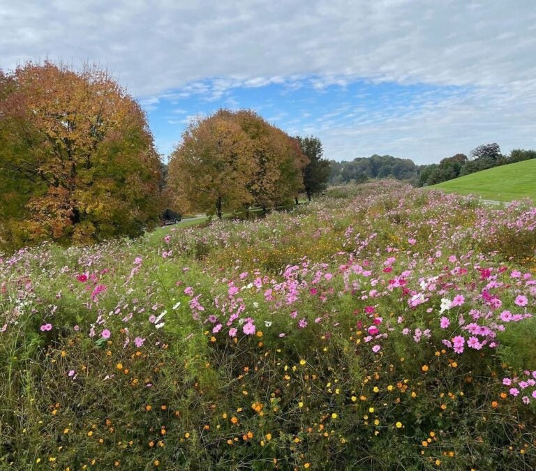A meadow of pink and yellow wildflowers near trees