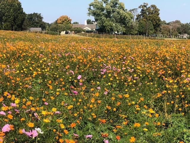 A meadow of yellow and orange and pink wildflowers stretches out towards trees and a house on the horizon.