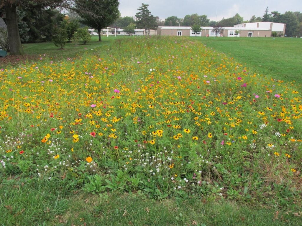 A meadow of wildflowers covers a section of open land. A building is visible on the horizon in the background.
