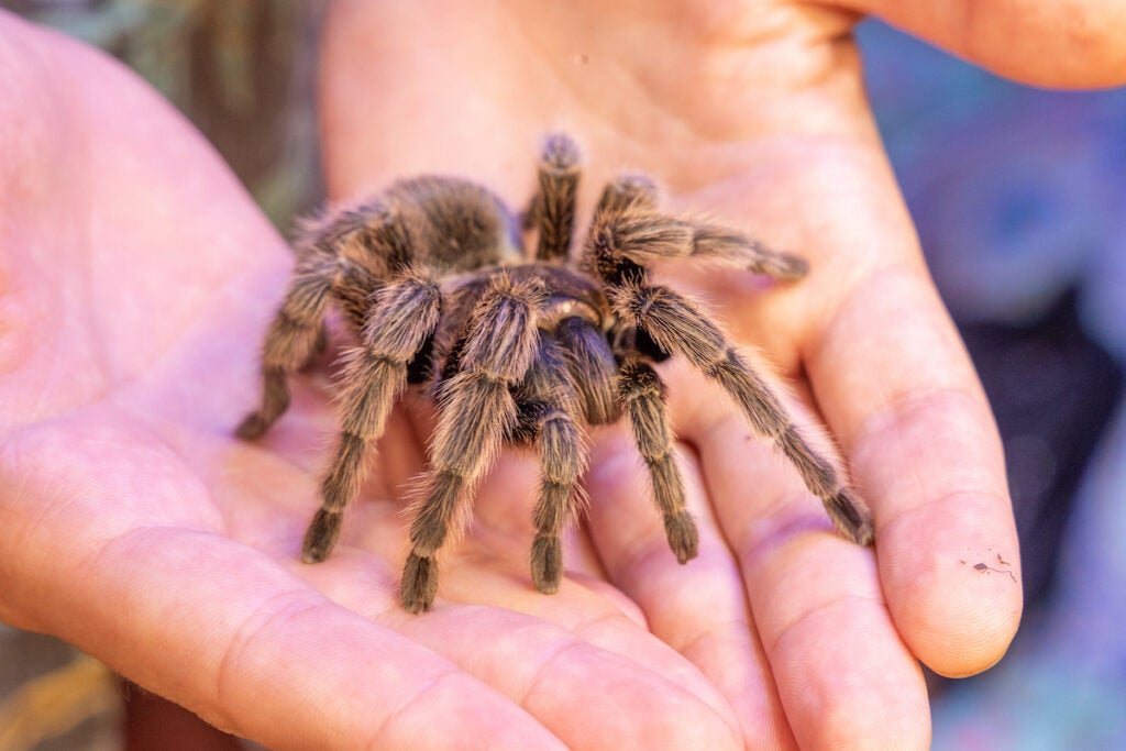 A close-up of a tarantula being held by Nick Clark